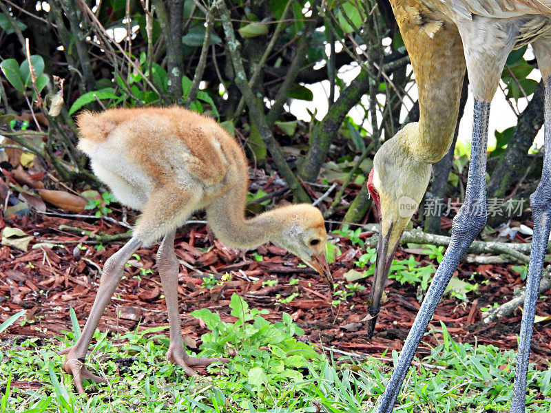 沙丘鹤(Grus Canadensis) -在草丛中觅食的小马驹和妈妈